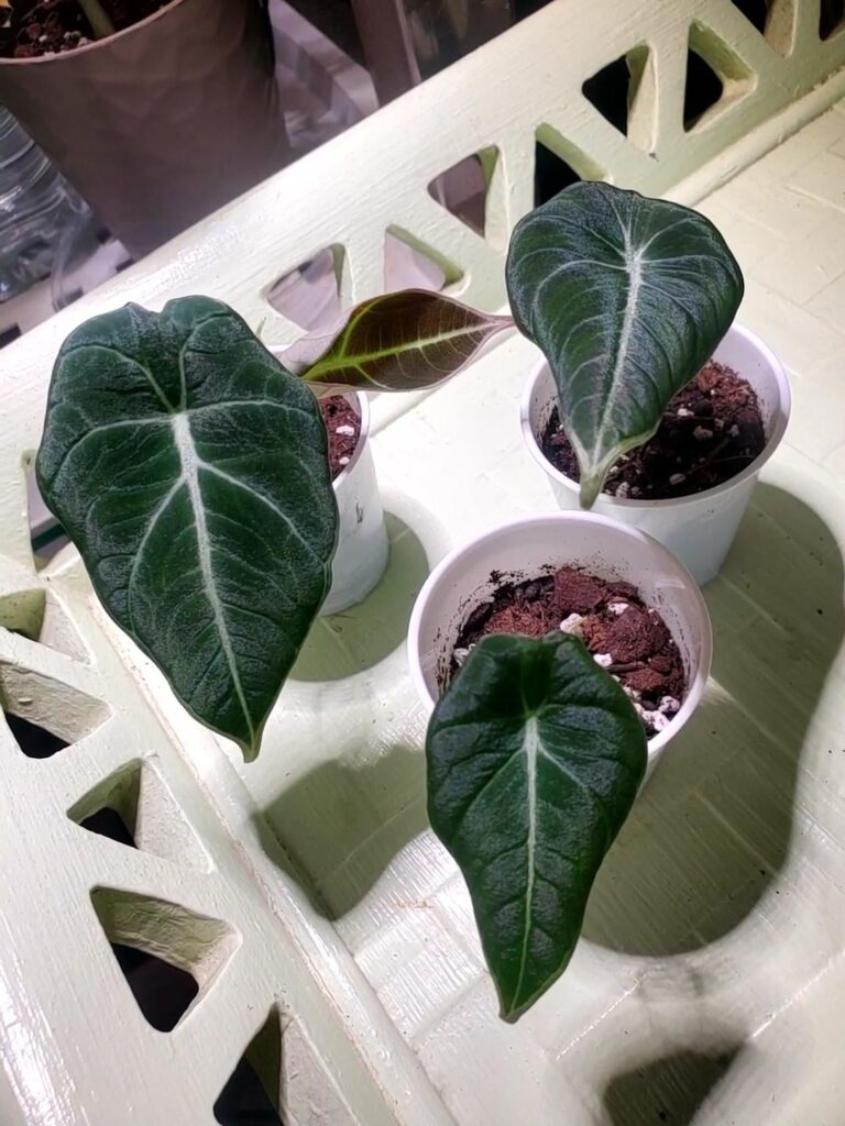 Going from killing all that is plant life to not knowing what the term propagate even meant, I'm proud to say that this brown thumb successfully grew 3 out 4 corms, very first try. Just look at these beautiful cuties!