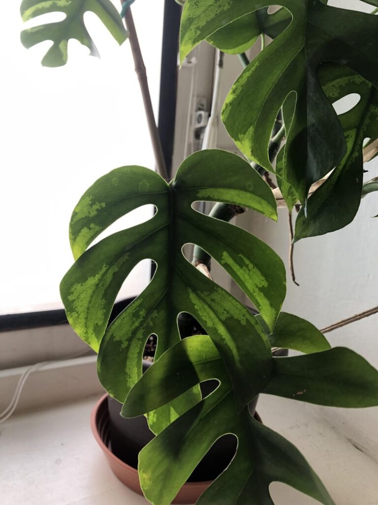 Rhaphidophora light spots on leaves Rhaphidophora light spots on leaves