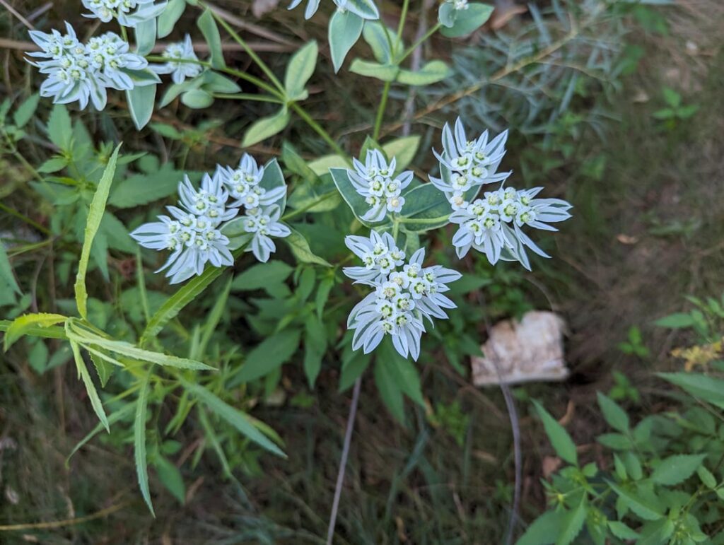 Pretty Weed with flowers near a pond in central Oklahoma.