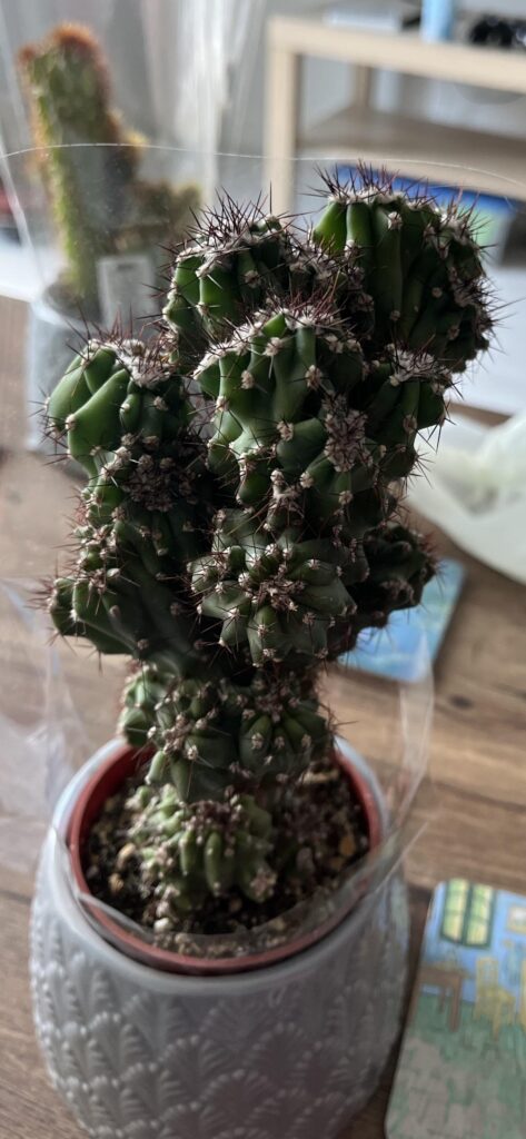What is this cactus called?