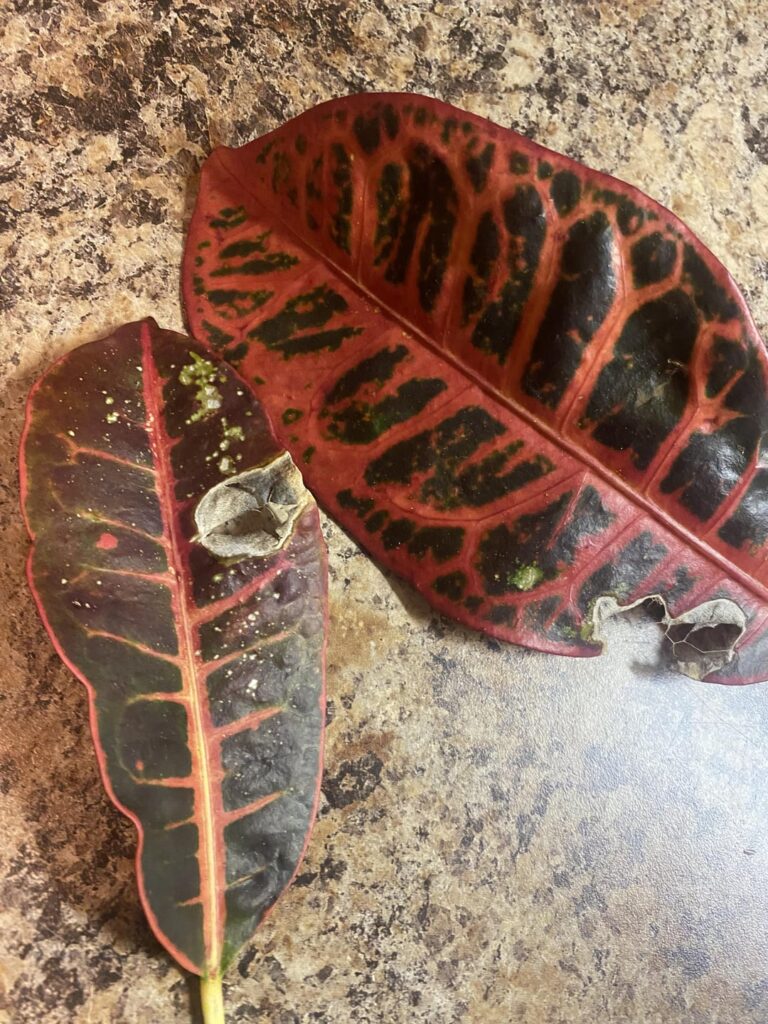 What’s eating my croton? Disease? Pest? What’s eating my croton? Disease? Pest?