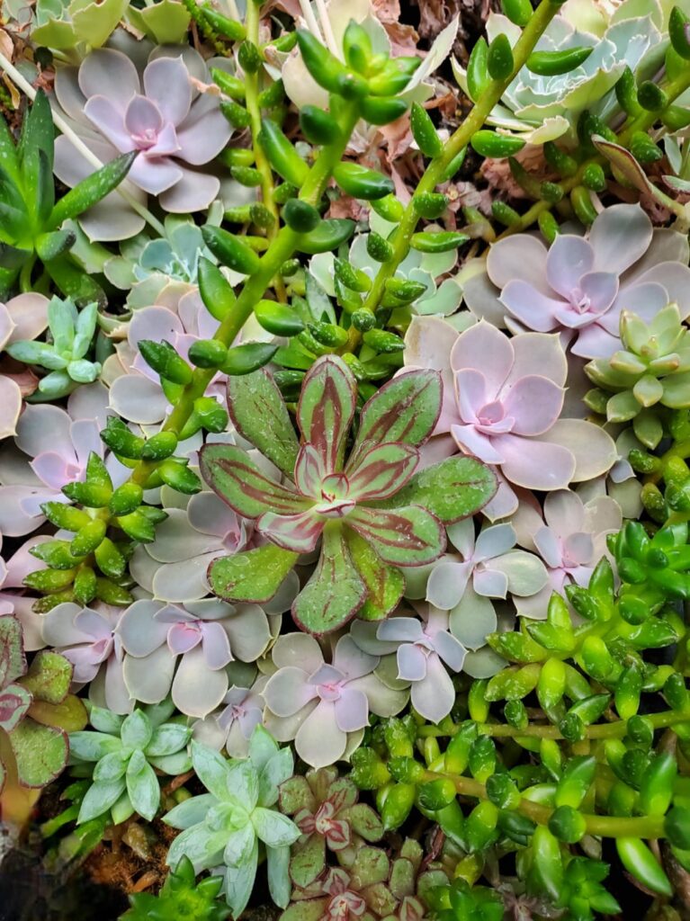 A few of my dad's succulents