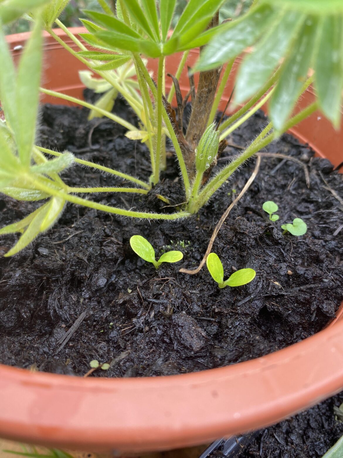 Lupine seedlings