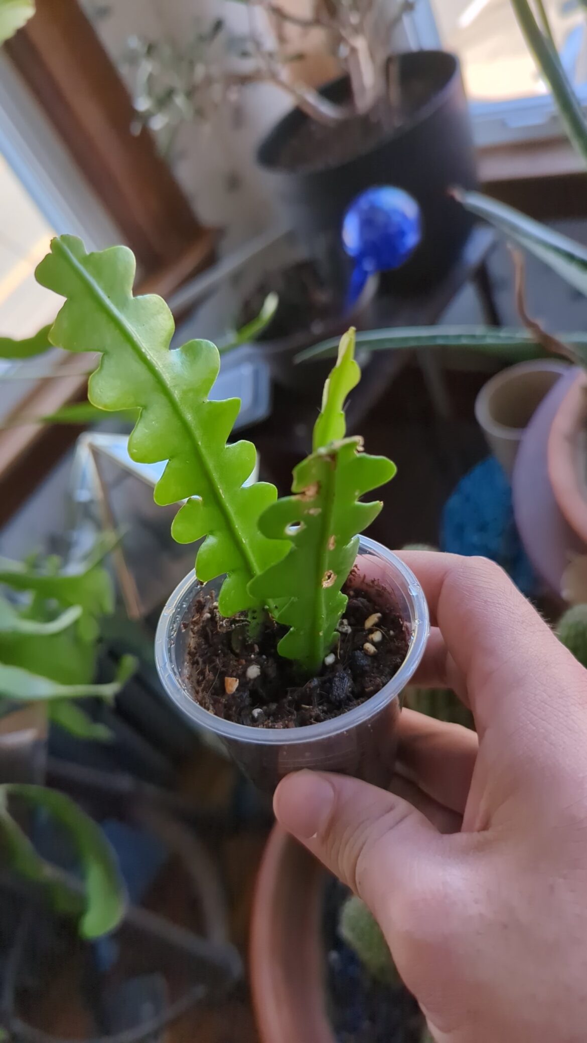 My fishbone cactus grew a new stem pretty quickly