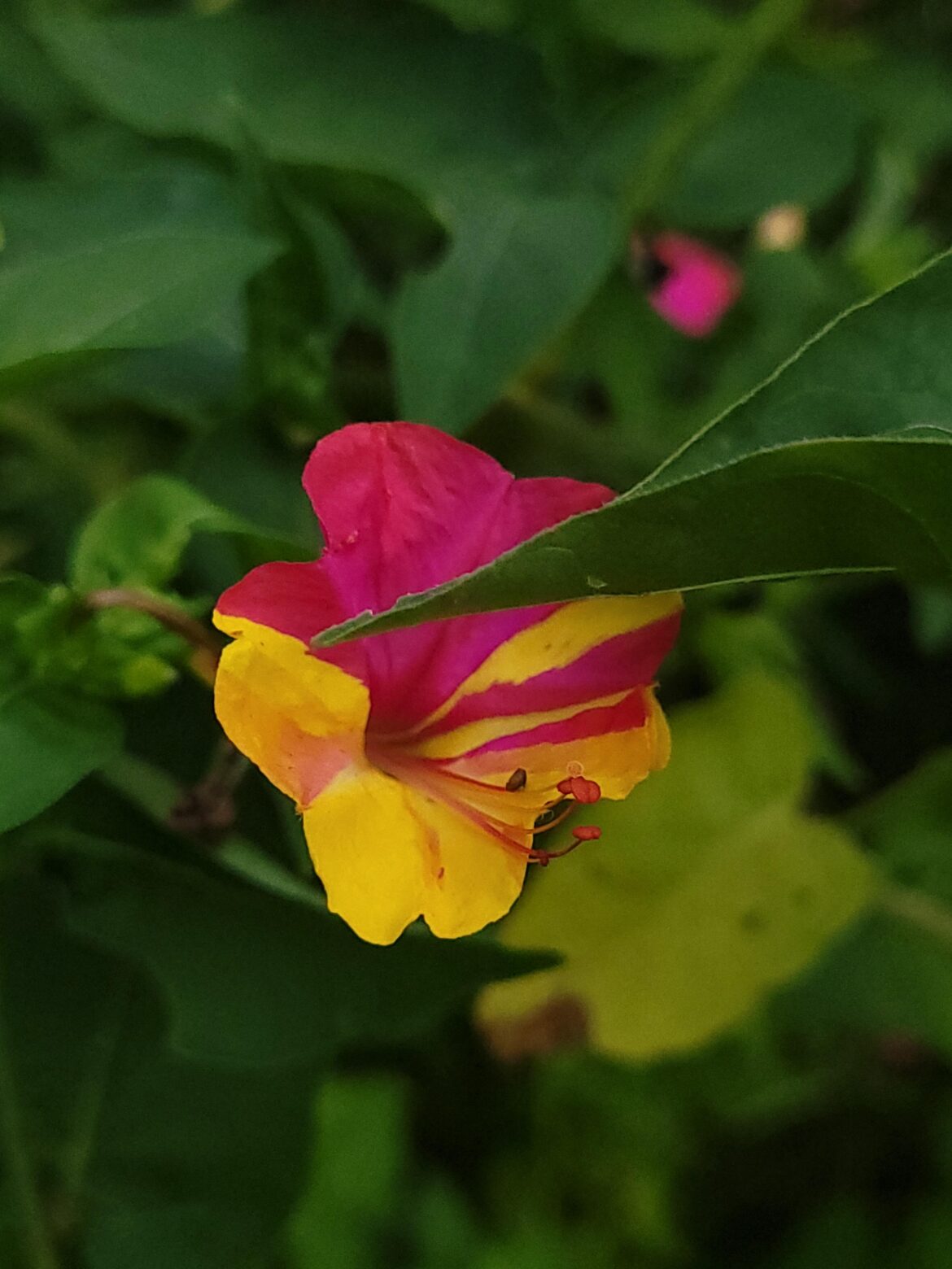 [OC] Every year brings a new and elaborate blended colors and patterns. 4 O'clock Blossom. I'm going to post a few of this summer's unique varieties.