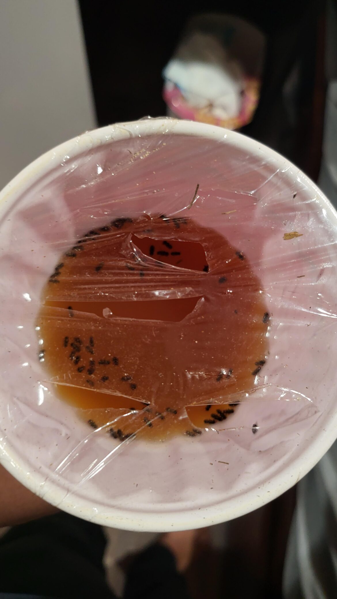 WHERE THE FUCK ARE ALL THESE FLIES COMING FROM IN MY BLUE TO GUE SKINKS TERRARIUM?? Left this trap out for 3 weeks.