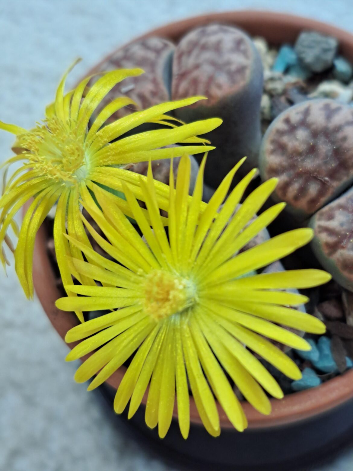 Ans then there were two, lithops flowers.