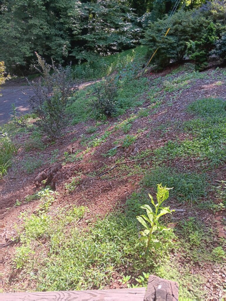 My yard is too steep to mow, and it's incredibly difficult to weed. Does a ground cover exist that I don't have to mow with very little maintenance?