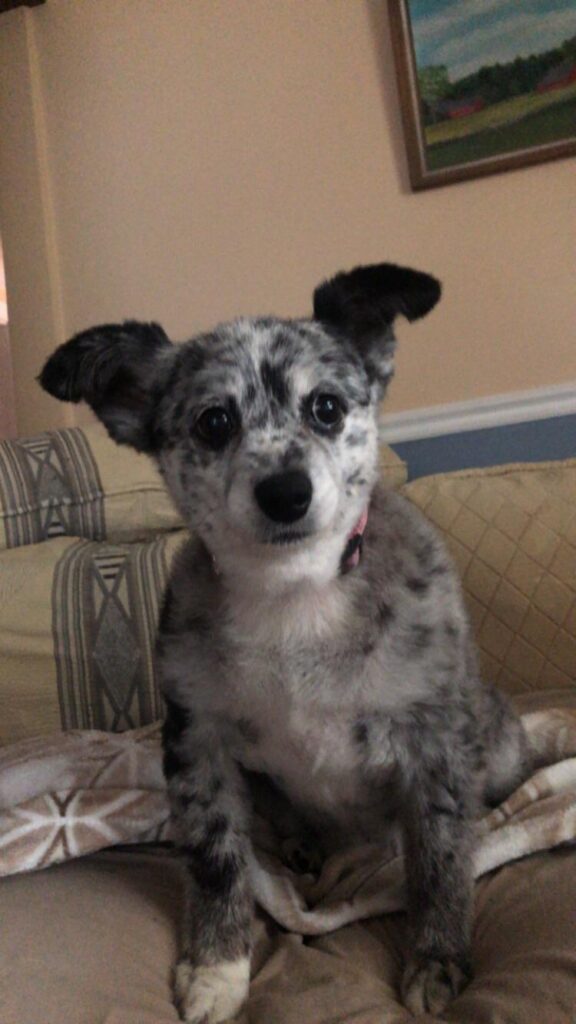 My Althea pup, why’s everyone else’s look different?