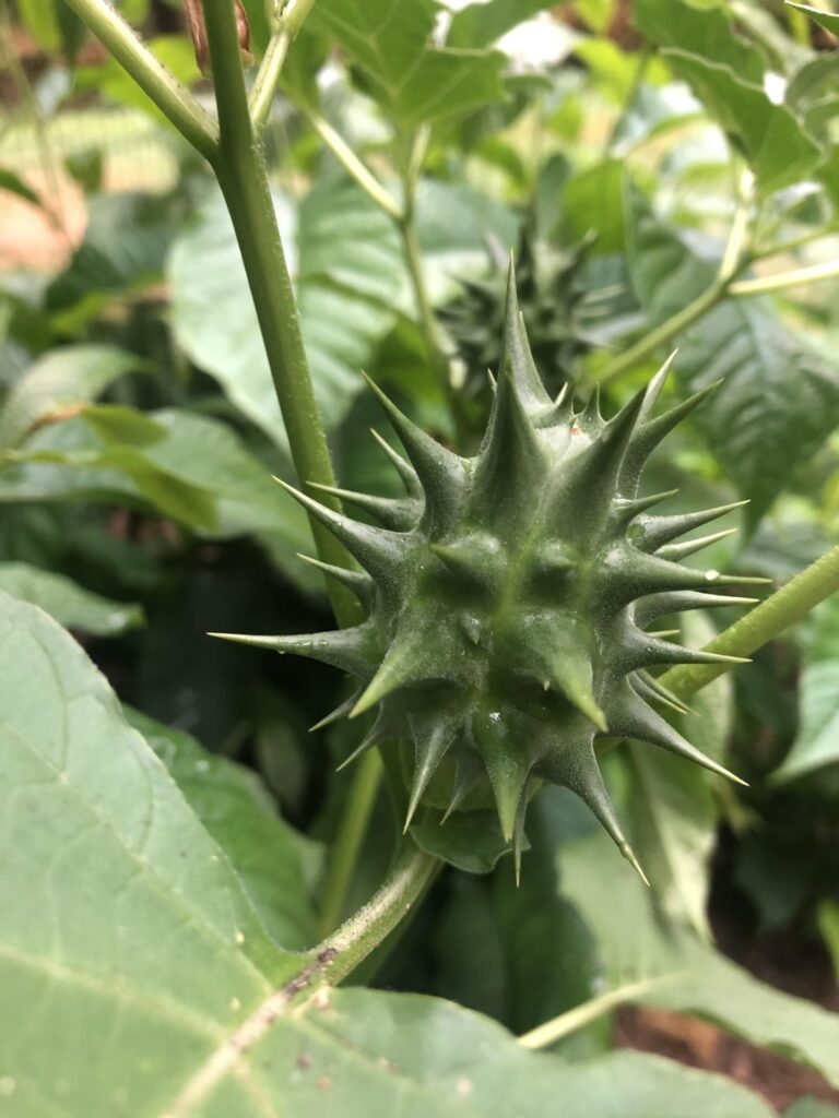 What are these weird spiky plants? Located in northwest Wa
