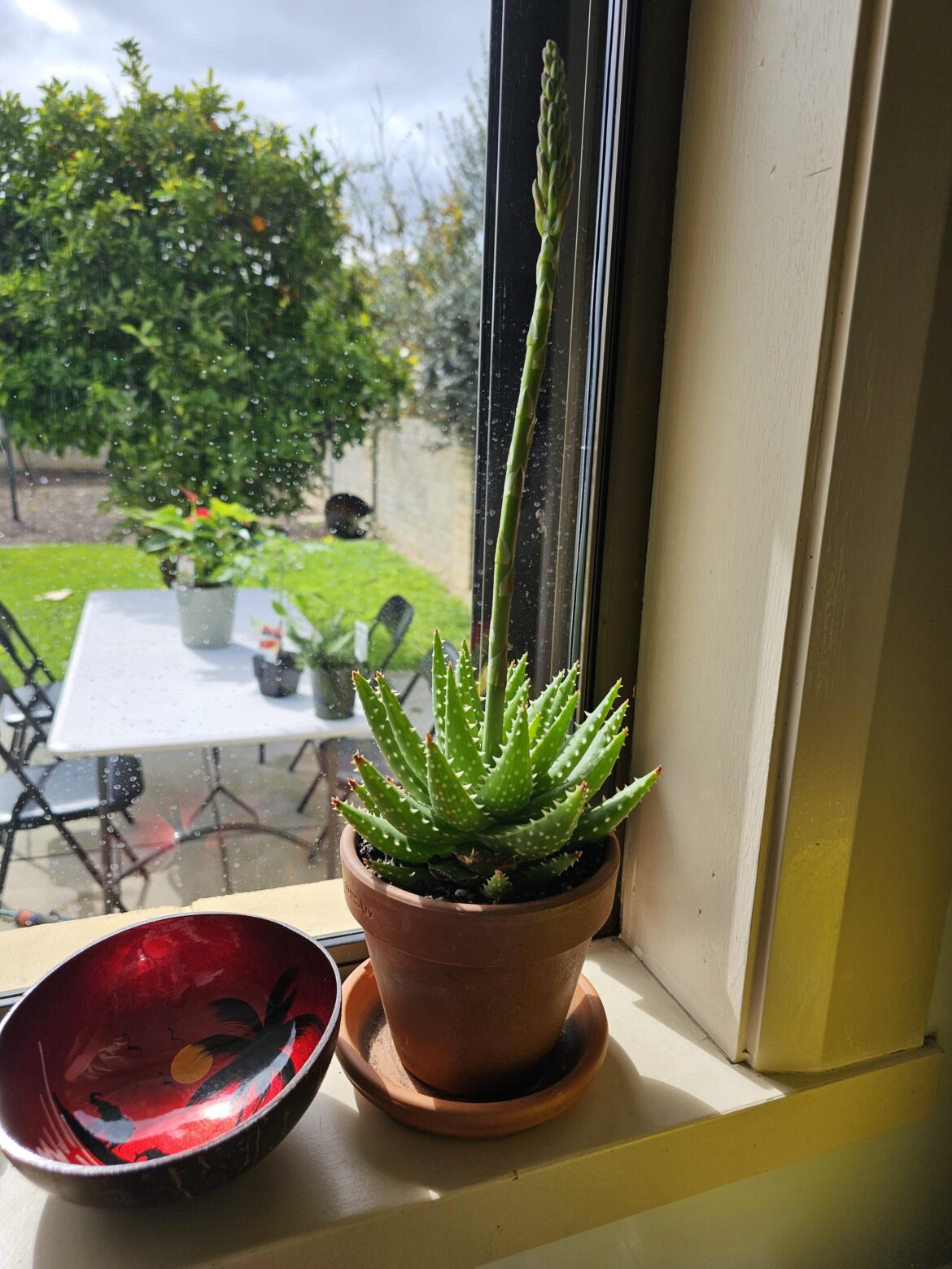 Aloe Vera plant flowering Asparagus looking thing. Aloe Vera plant flowering Asparagus looking thing.