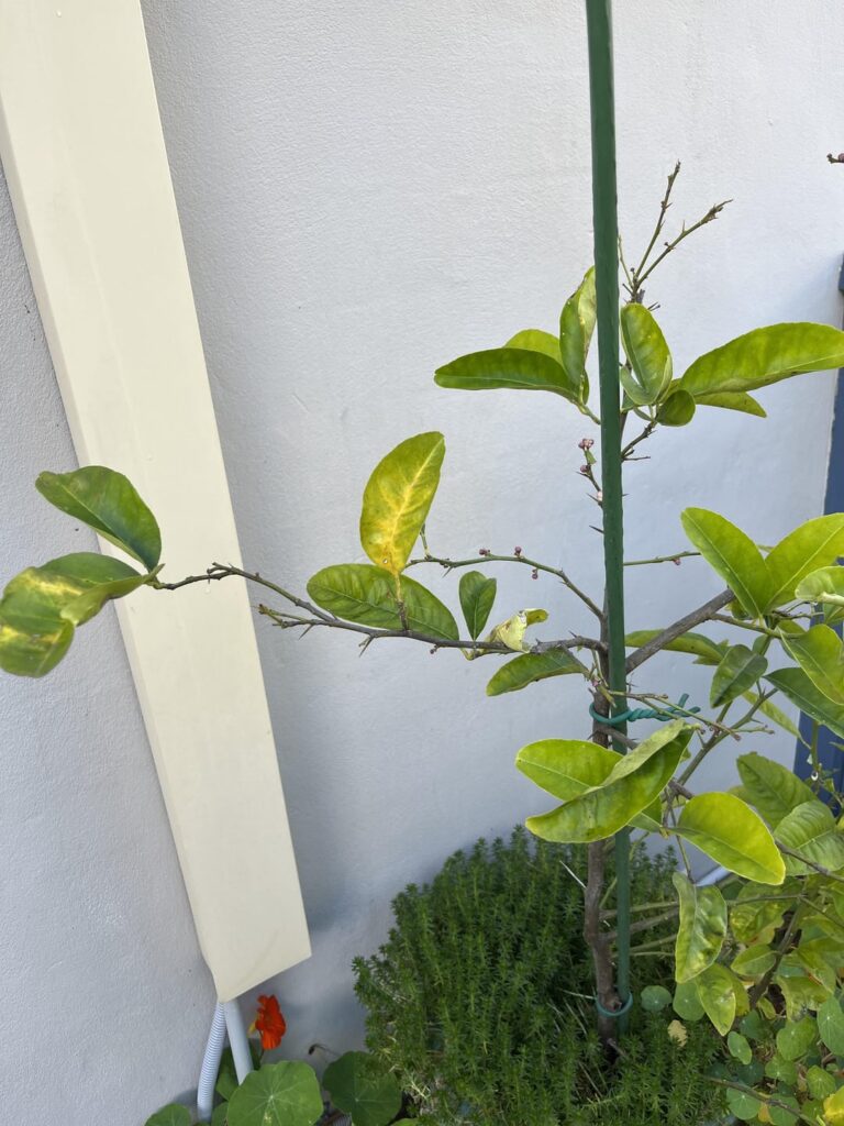 Advice on lemon tree- Sydney