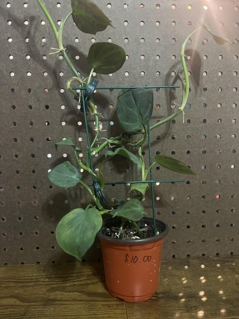I posted awhile back about this plant I was given and I’m still not sure whether it’s Micans or Camposportoanum. What do you all think?