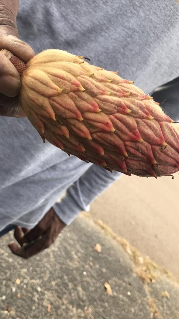 Found on a tree near my mom's factory job (TN)