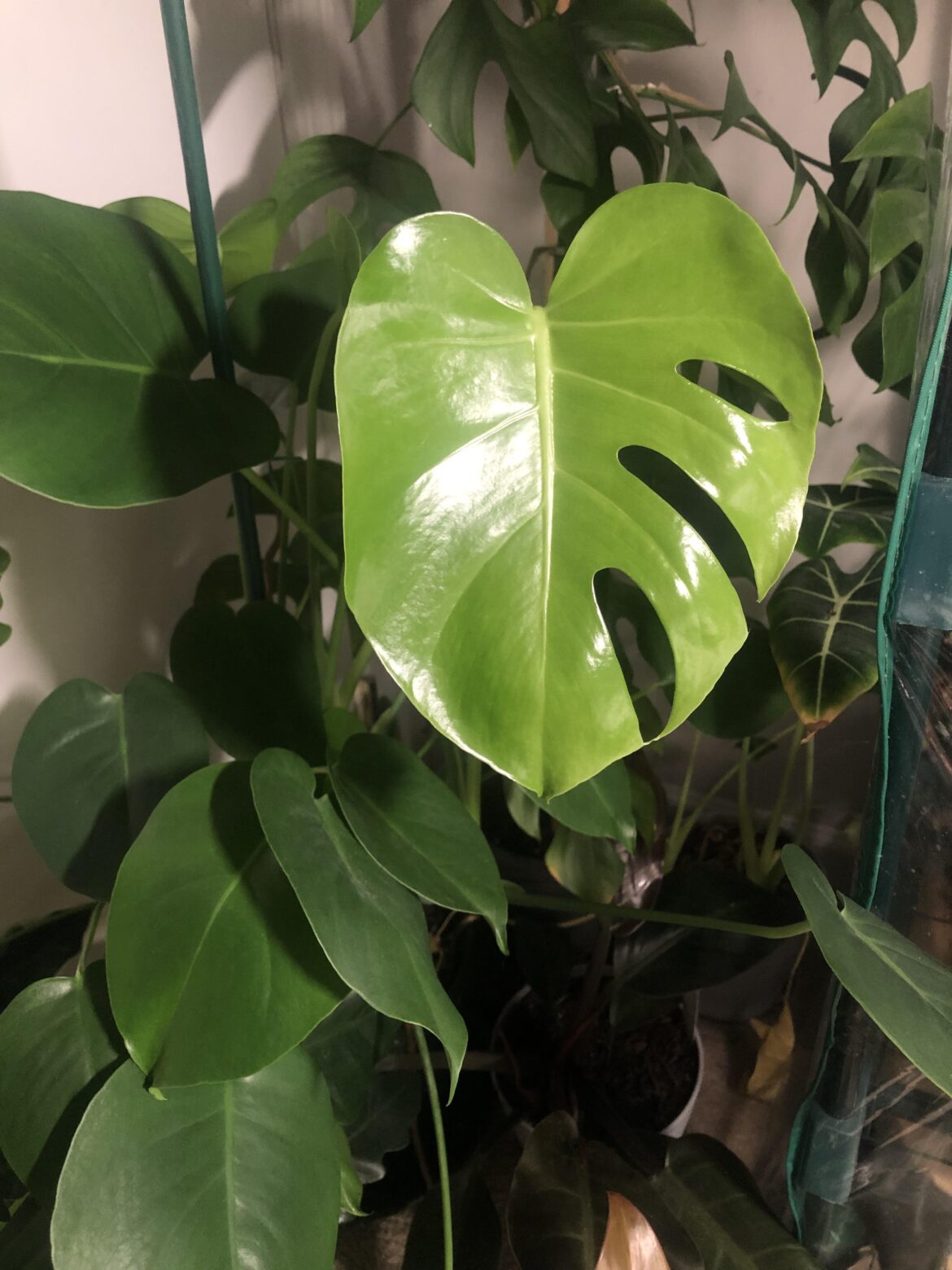 After 2 years my Monstera finally put out its first fenestrated leaf!