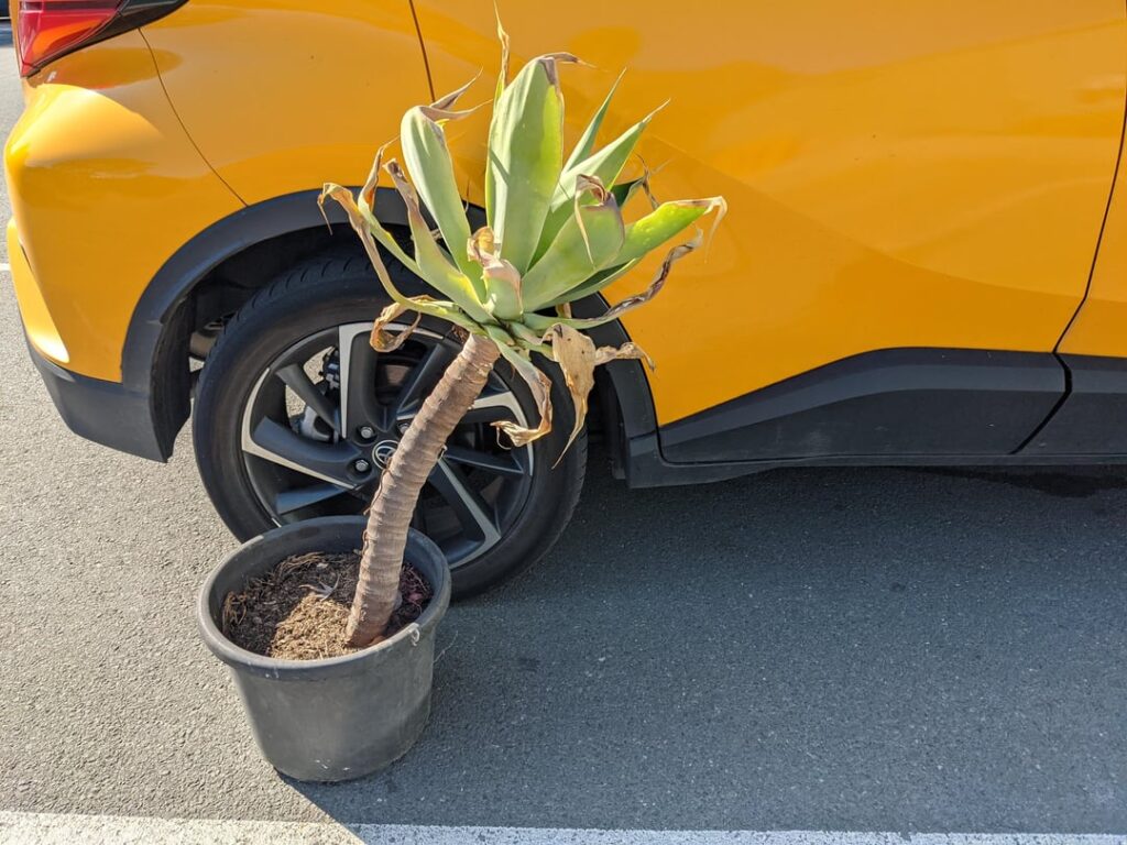 Transplanting rescued Algave to indoor hydroponics