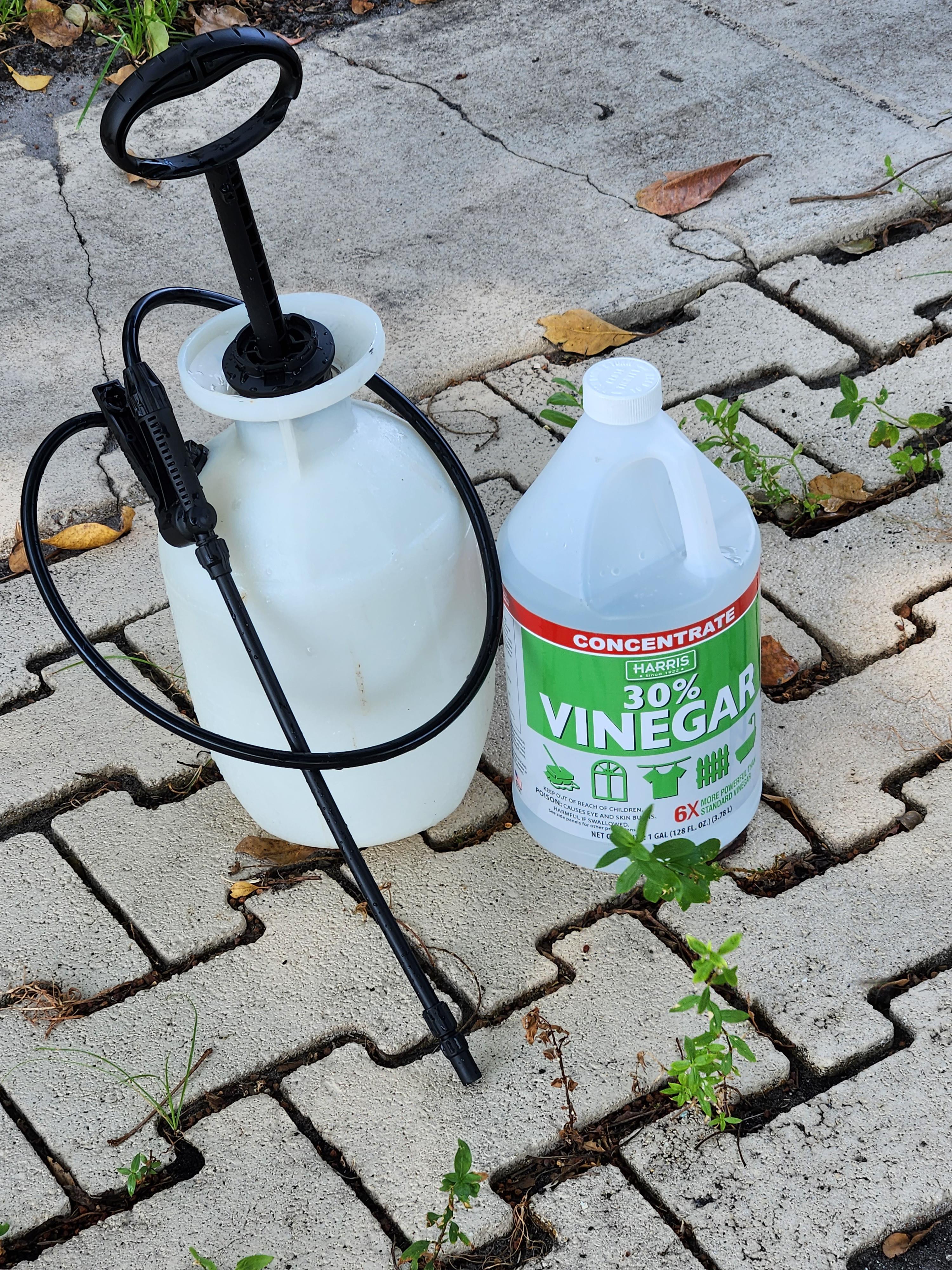 Vinegar concentrate for weeds in paver driveway All For Gardening