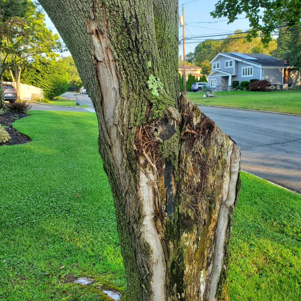 Is thus tree done for?