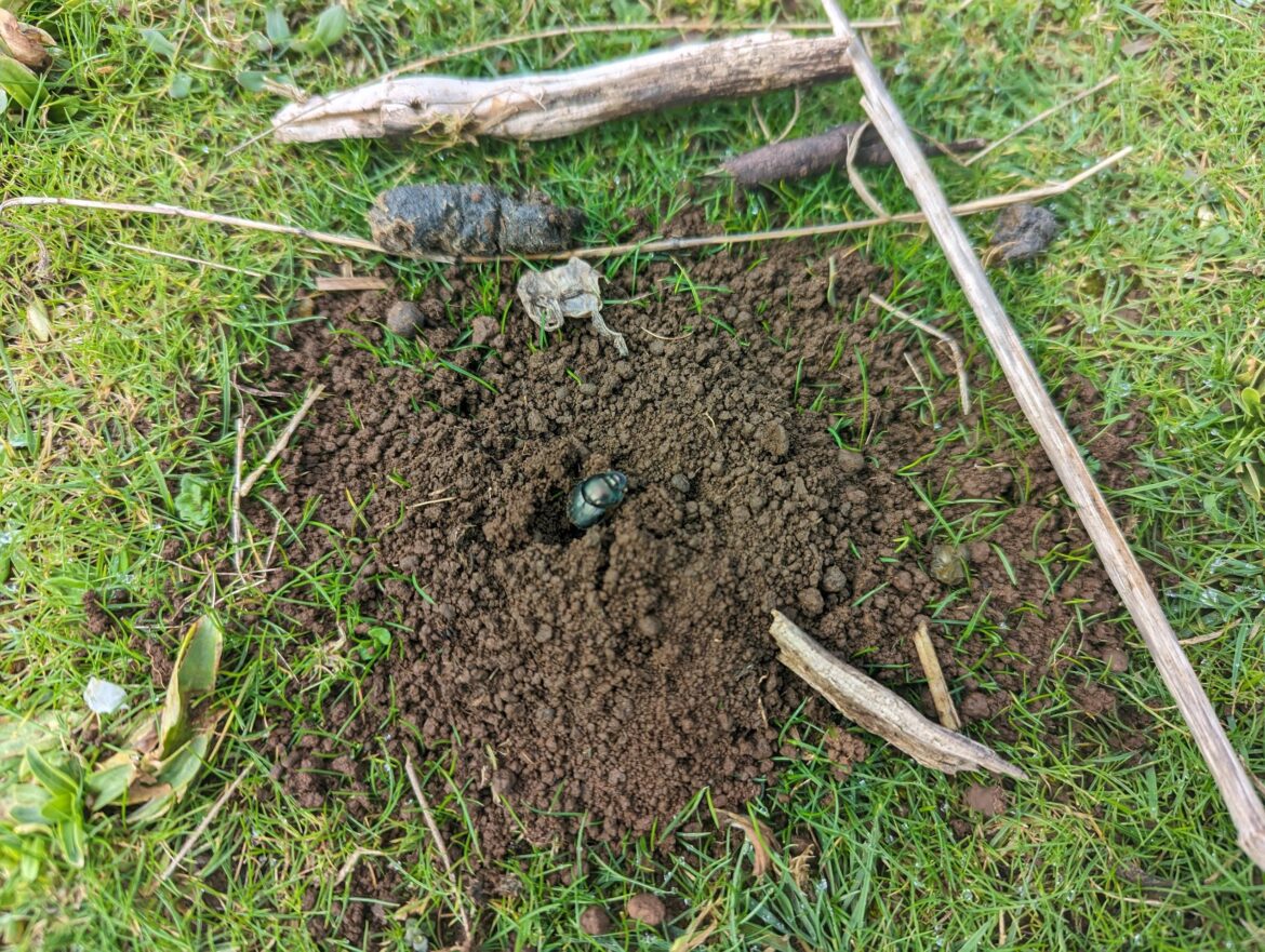 Dung beetles burying wallaby poo in the paddock. Free fertilizer ;)