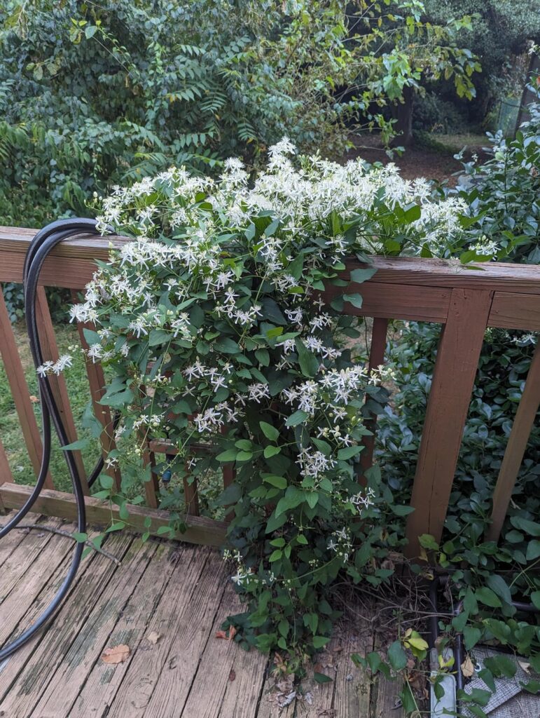 Anyone know what this adorable plant is that's taking over my house? South Jersey