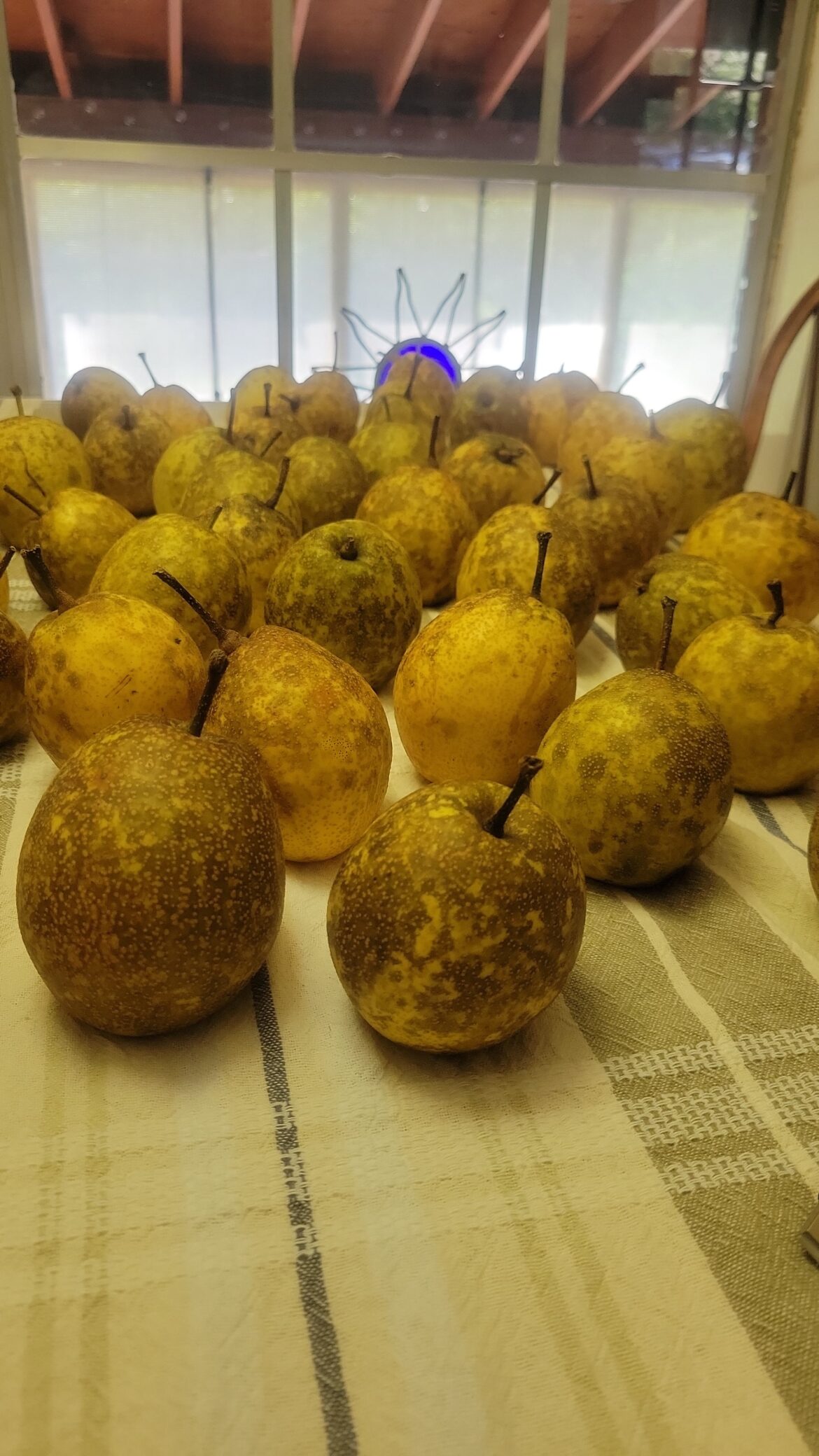 Can someone tell me what kind of pear this is.