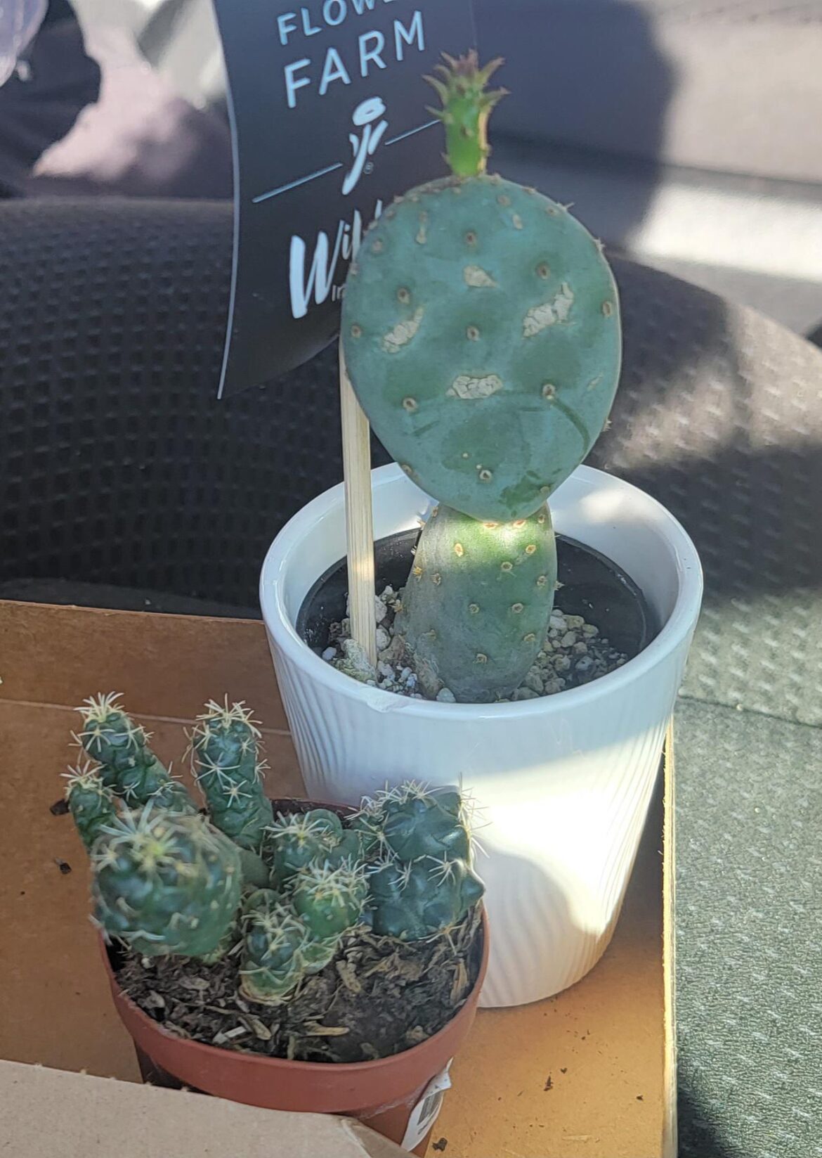 Two new cacti