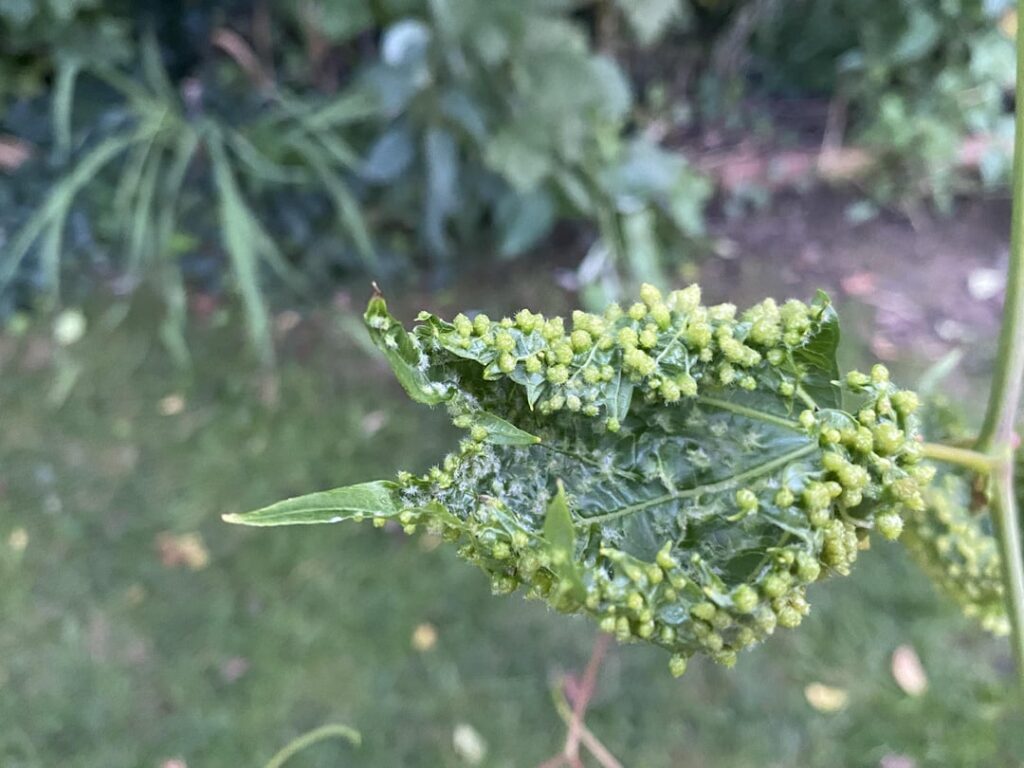 Found in Romania, what disease is this?