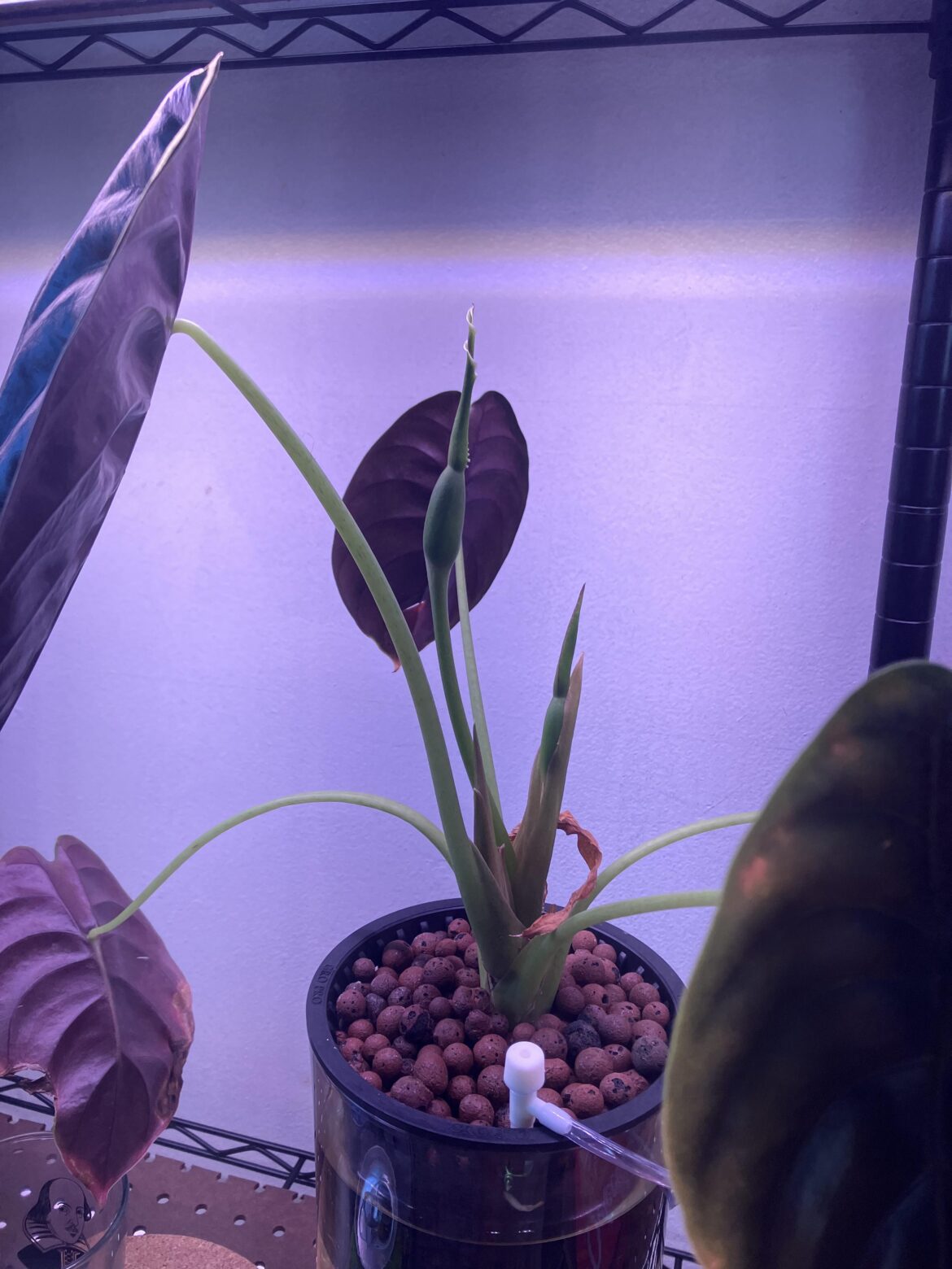 I was wondering why my Cuprea was starting to droop. Can’t say I’m upset about losing a couple leaves for this 🥹