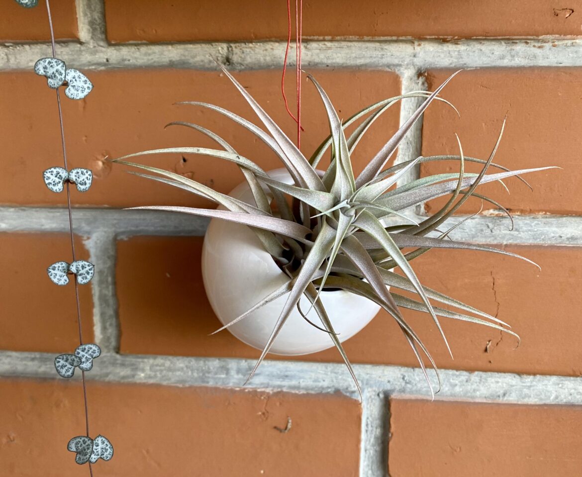 Another chance for air plants