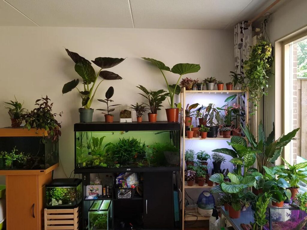 Some of our plants and fish tanks