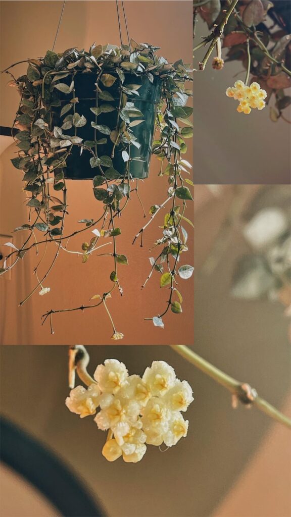 hoya krohniana super silver!!