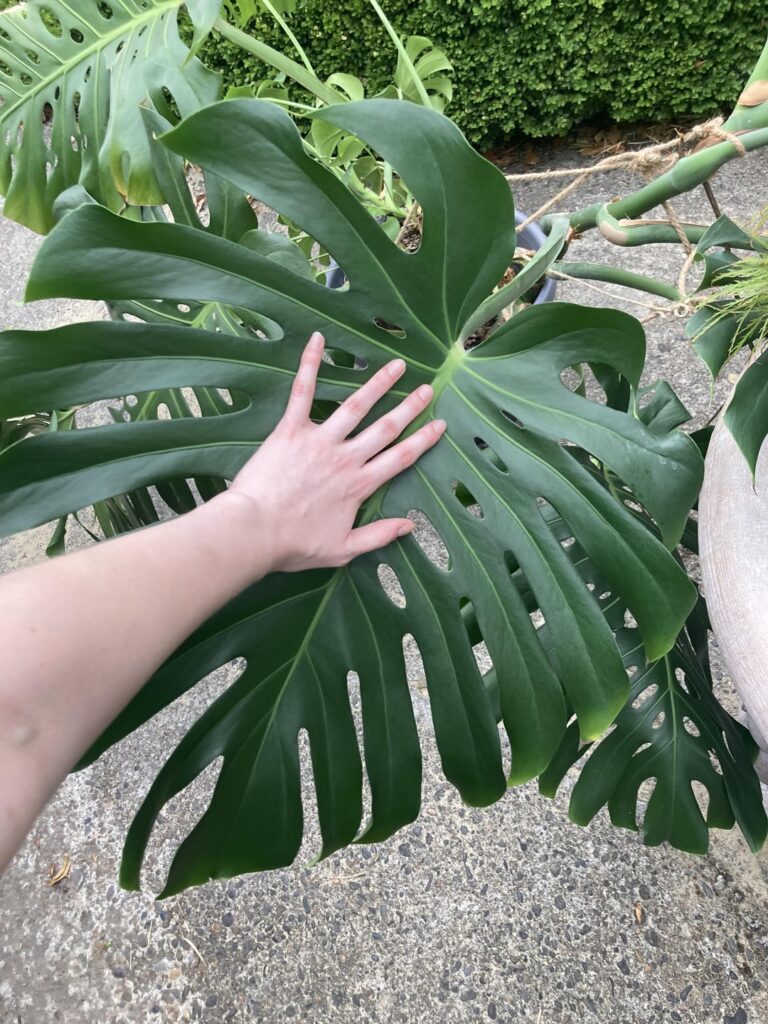 My sis in law is giving me the monster Monstera taking over her room š My sis in law is giving me the monster Monstera taking over her room š