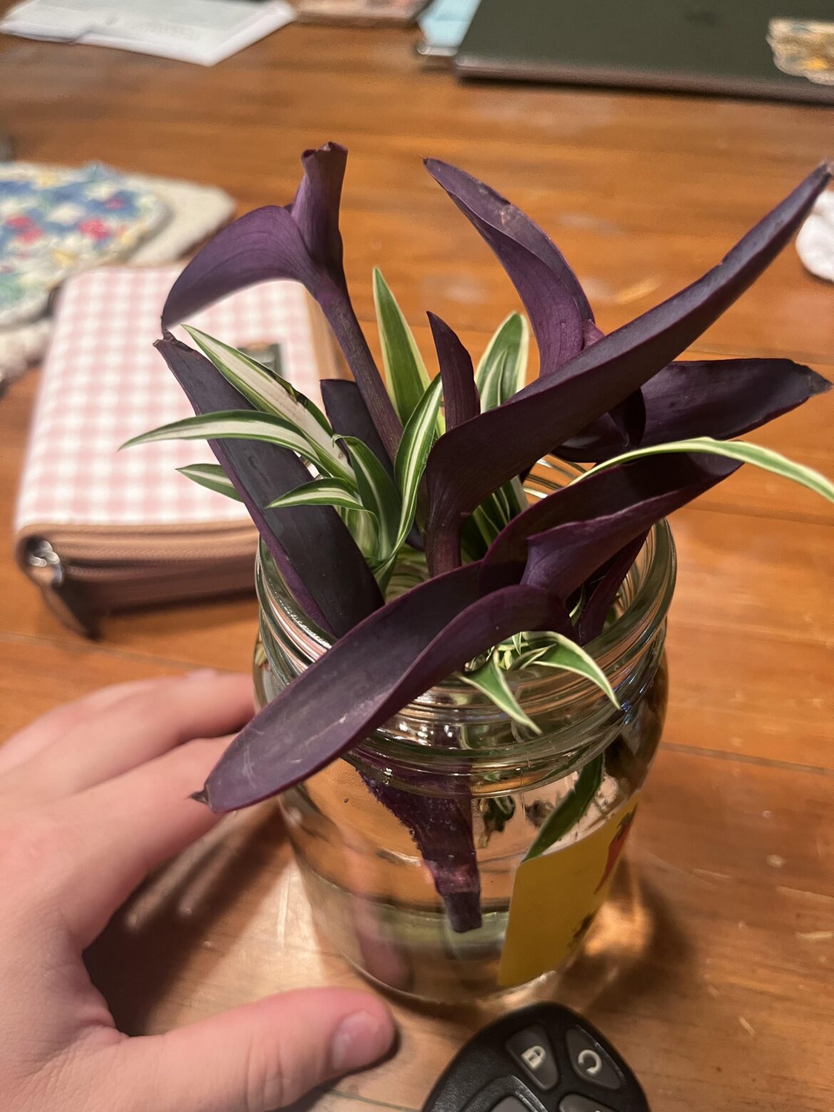 What should I do about these props? They are about to start flowering (after the picture one already has). Should I cut the tops or what?