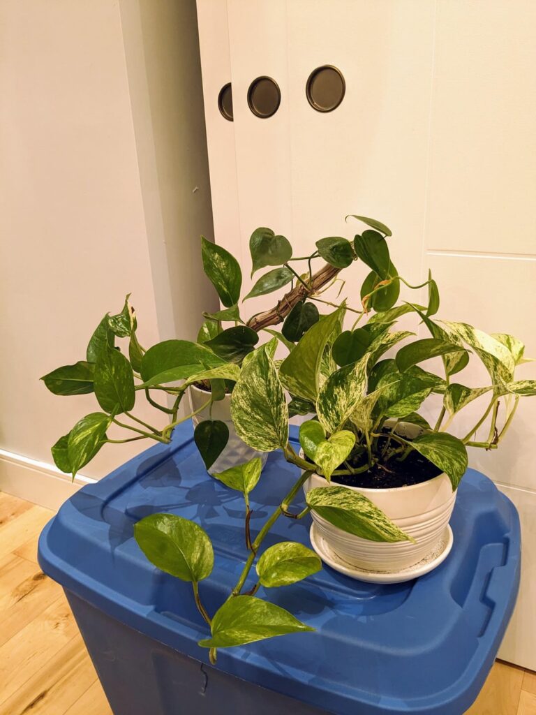 My first ever pothos plants, how are they looking?