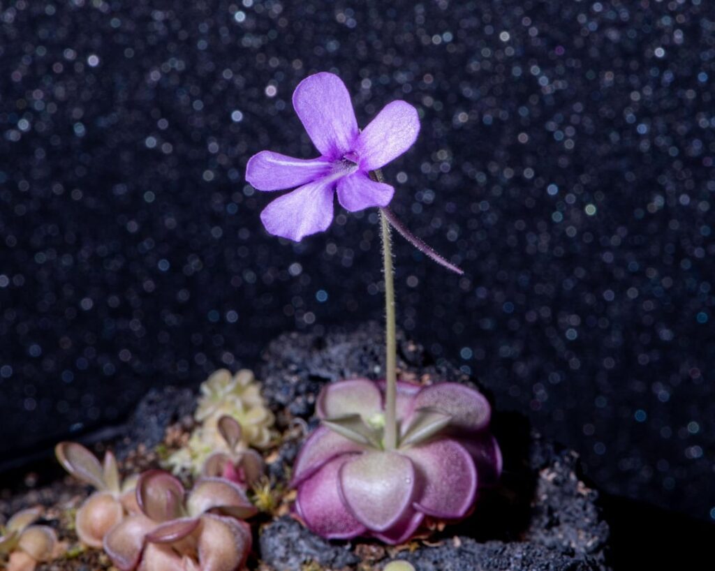 A new flower on my Pinguicula x 'Lilac Lollipop' and a new Utricularia sandersonii sprouted in my terrarium.