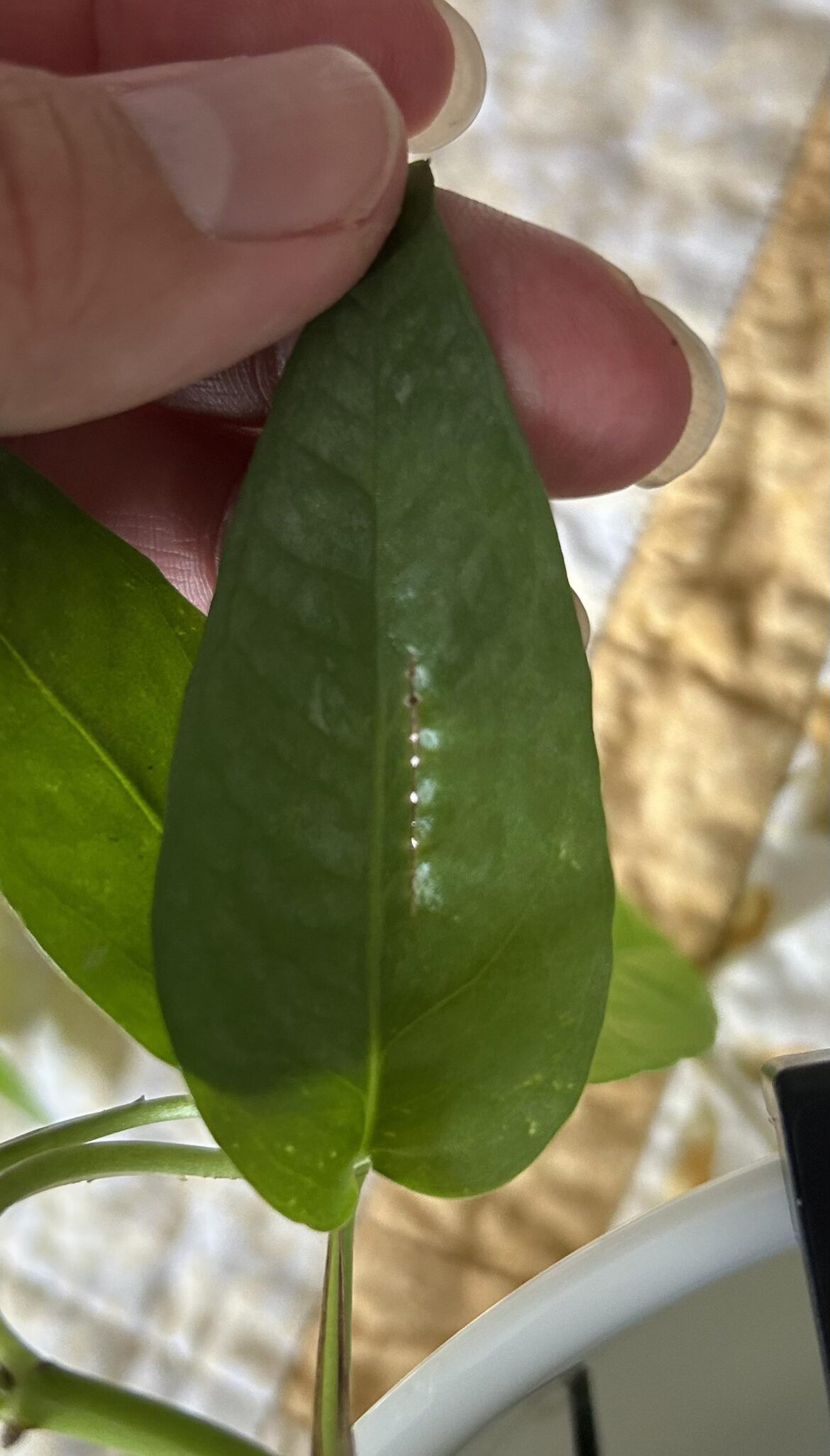 Took some cuttings from my cebu blue for an aquarium I’m setting up. Noticed this on one of the leaves, no idea if it is mechanical damage or from pests?