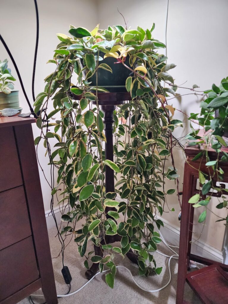 Just want to share the few hoya I have :)