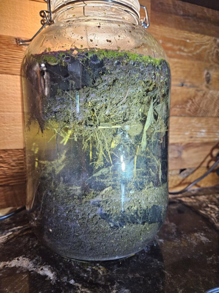 Had to move this mess a week ago and it got left in darkness. Now its growing purple?