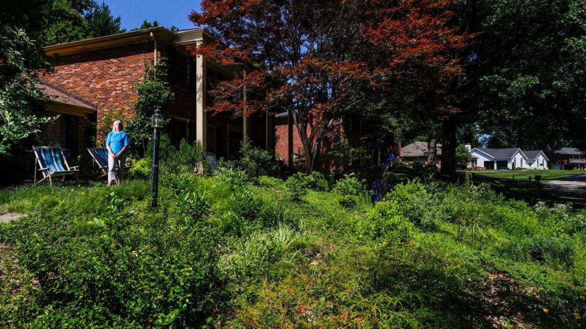 A Kentucky'natural' lawn creates controversy