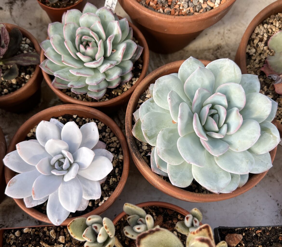 Echeveria laui and two of its hybrids