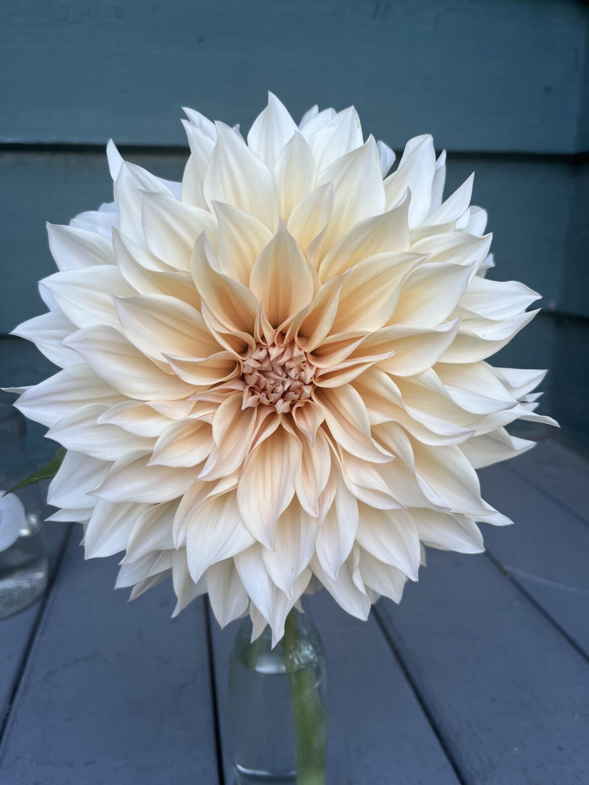 Cafe Au Lait Dahlia (grown by me)