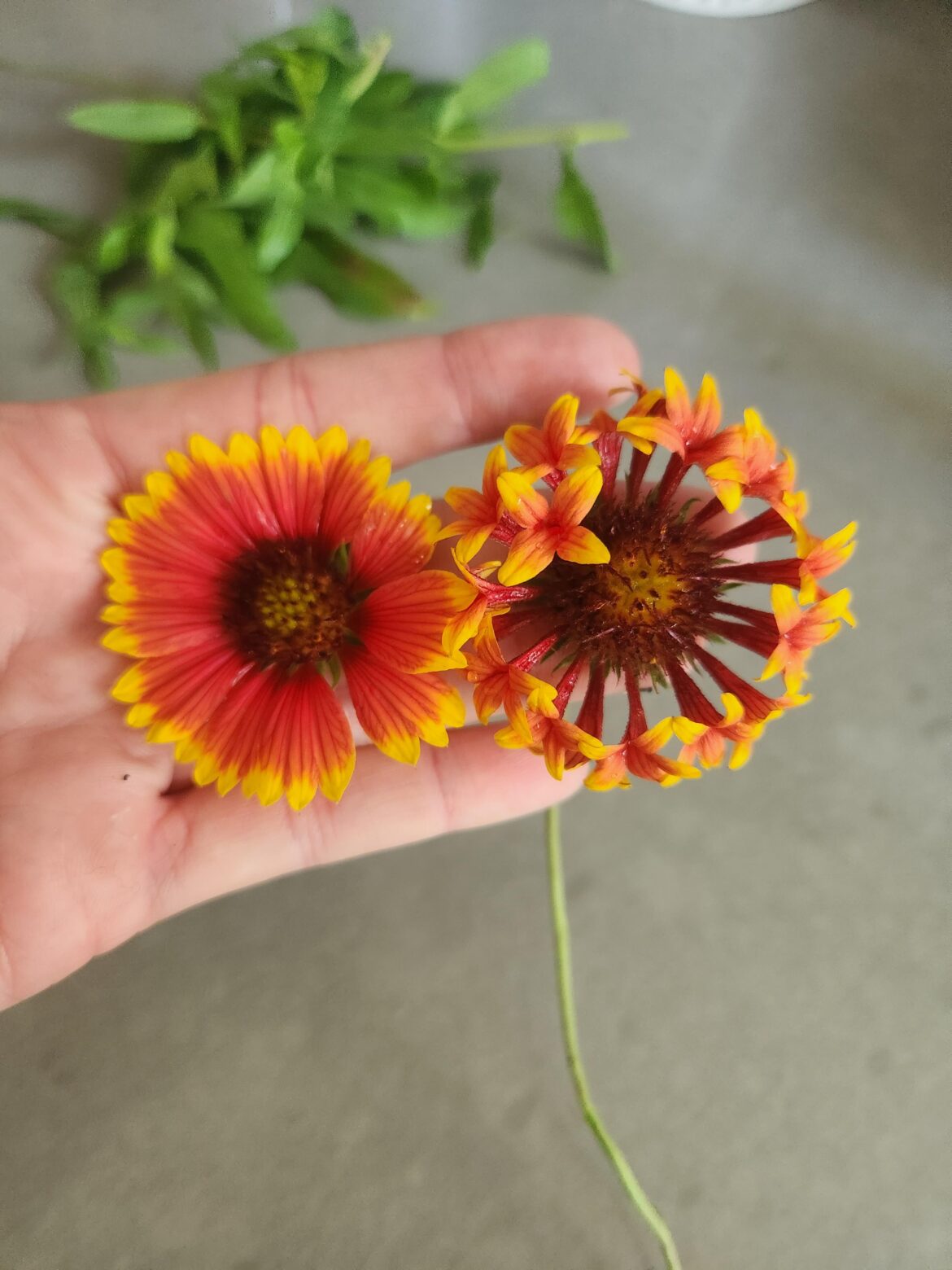 How did I grow the flower on the right!?