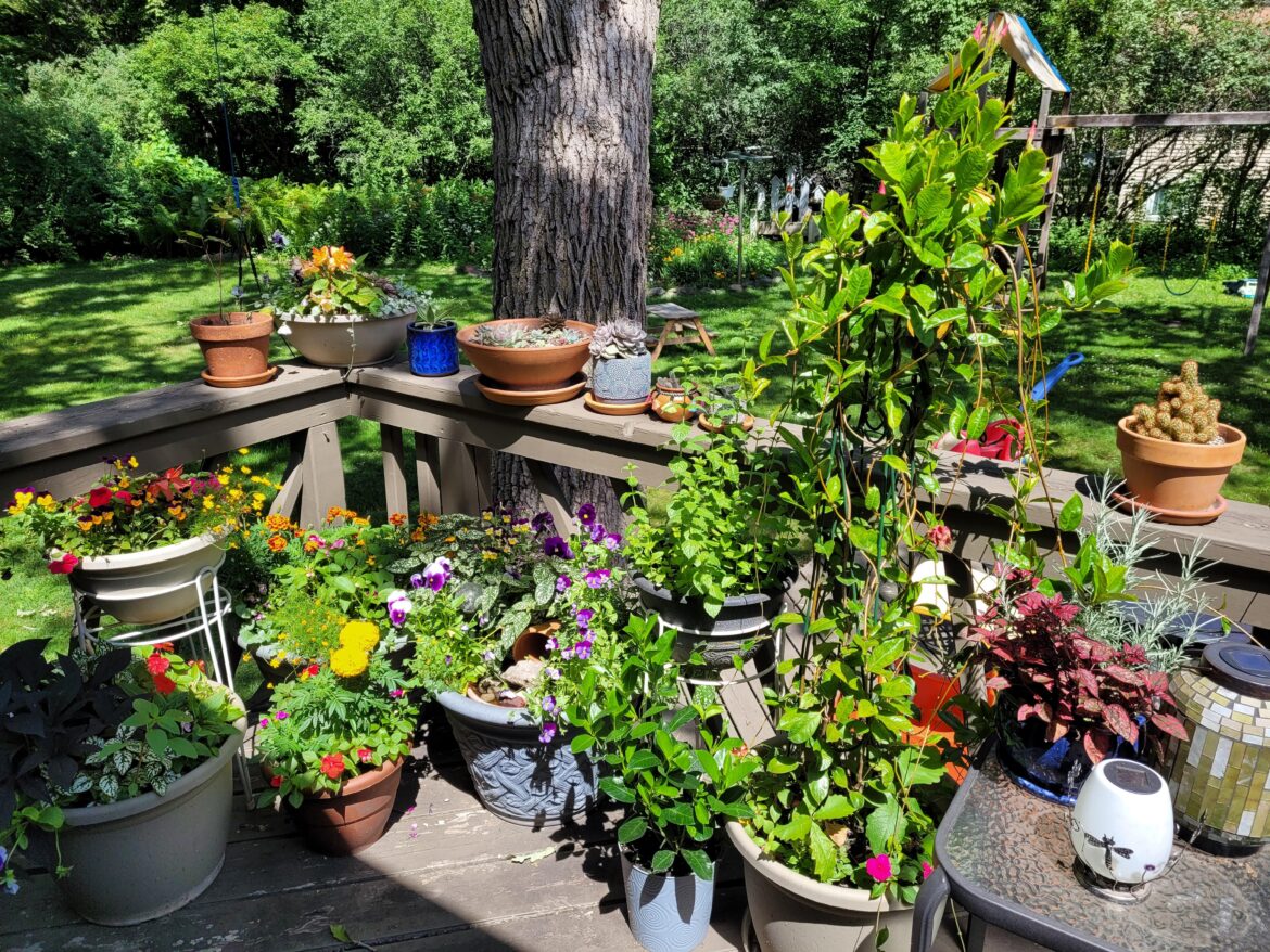 I am going to miss my summer flowers & plants.. winter is right around the corner 🥺