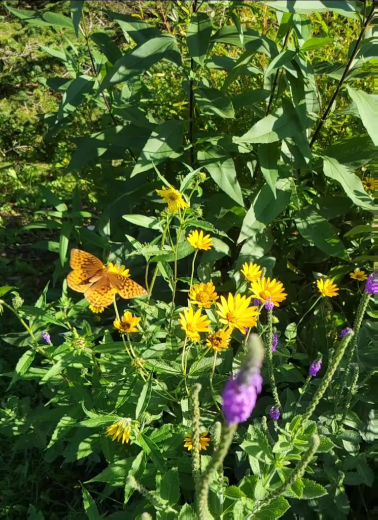 Another shot of a Spangled Fritillary overwhelmed with options
