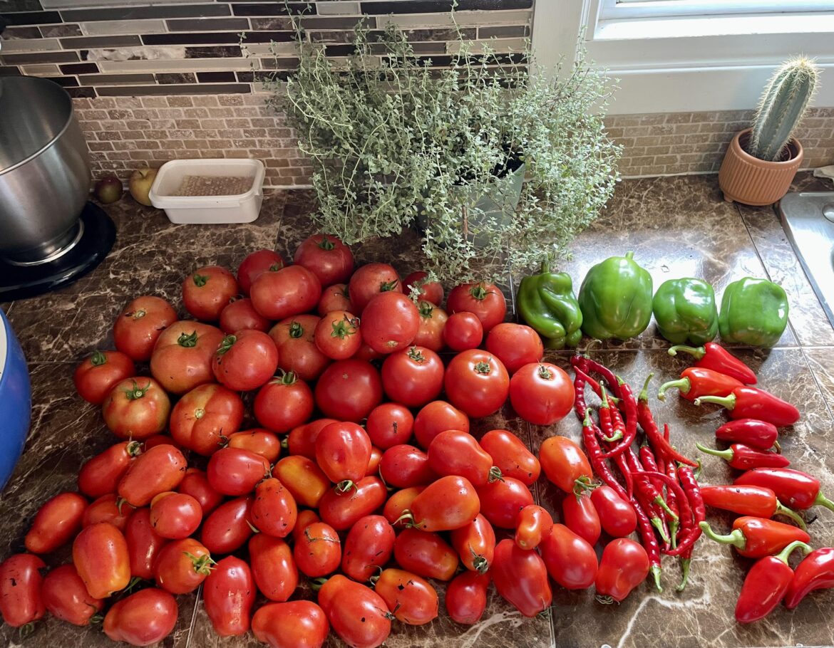 My first little pepper and tomato harvest.