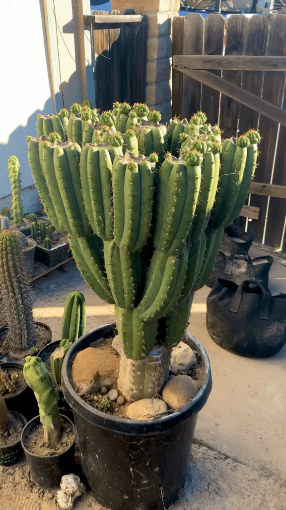 The next generation of pups on my inverted pyramid scheme (IG @the.cactus.jones)