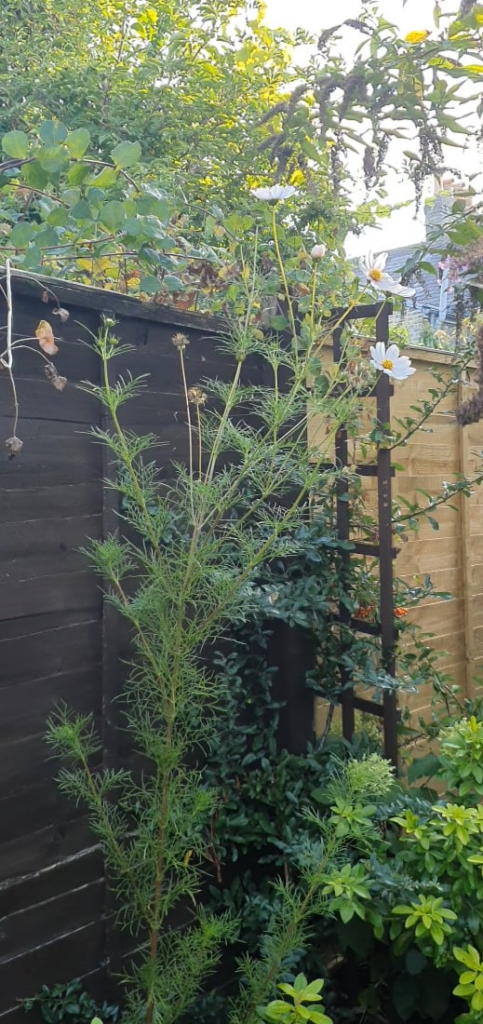 My cosmos is touching 6 foot tall!
