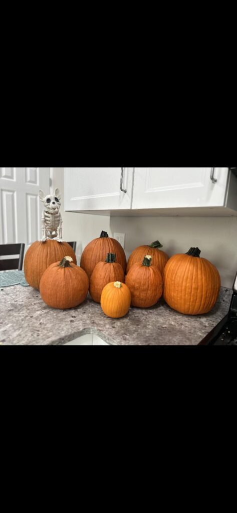 Pumpkins I grew