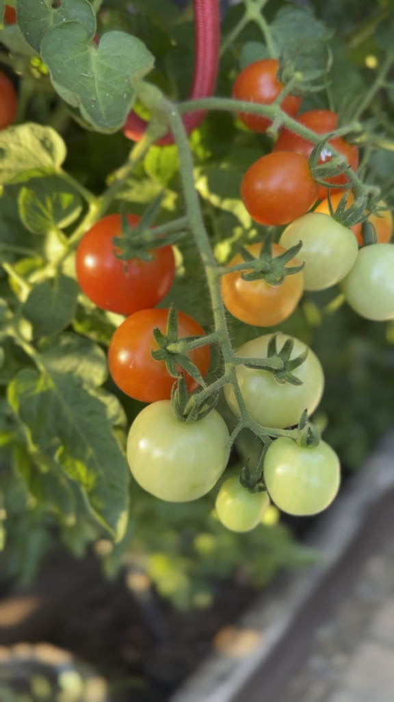 The seed packet said “beefsteak” but they appear to be some type of cherry tomato??