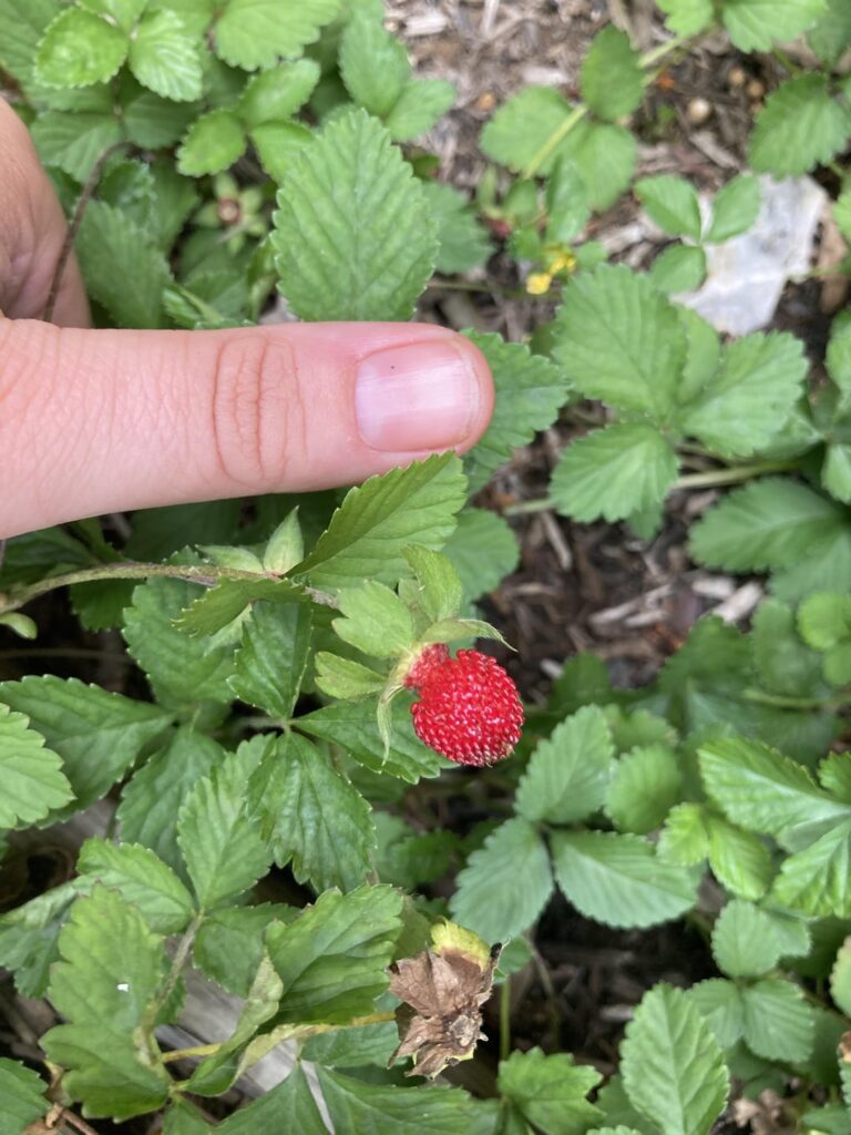 Why are these strawberries so small? Why are these strawberries so small?